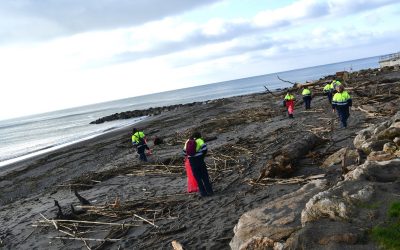 El Ayuntamiento retira cañas y residuos de las playas del municipio