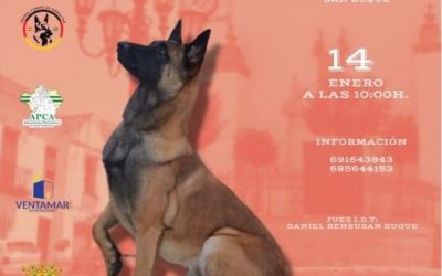 Mañana, sábado, concurso de adiestradores caninos en la Alameda Alfonso XI