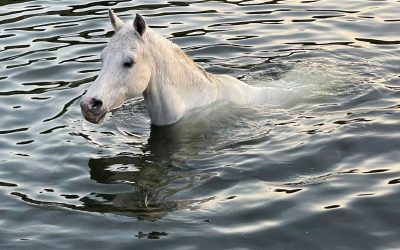 Rescate de un caballo con peligro de ahogamiento