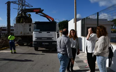 Talan palmeras en Campamento por riesgo