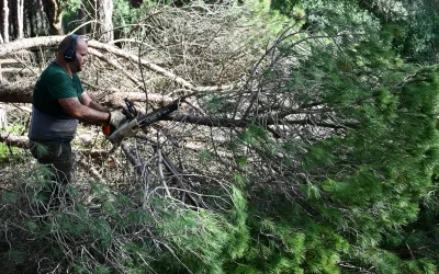 Trabajos de limpieza forestal en el Pinar del Rey, para evitar incendios y la caída de ramas