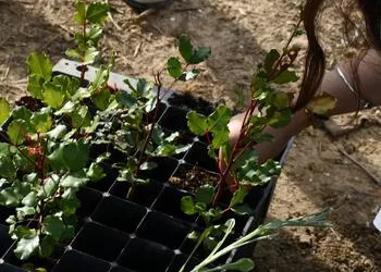 Los alumnos del IES Castilla del Pino plantan en Guadarranque árboles donados por Acerinox