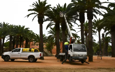 Alternativas sostenibles para salvar a las palmeras del picudo rojo