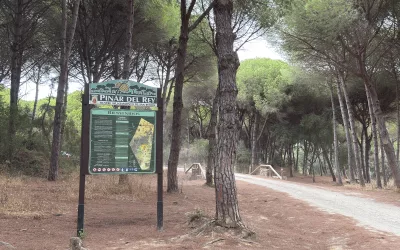 Erradicado el nido de avispón oriental localizado en el Pinar del Rey