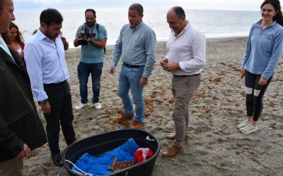 Liberada en Cala Sardina un ejemplar de tortuga boba tras unos meses de recuperación