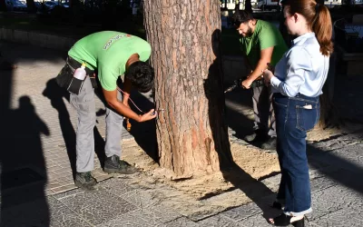 Comienza a aplicarse la endoterapia para evitar una plaga de procesionarias el año próximo