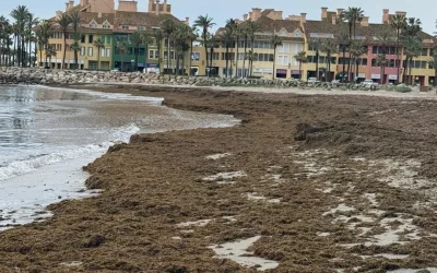 San Roque ha retirado este año de sus playas 353 toneladas de alga invasora