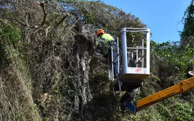 Realizadas talas de árboles tras los temporales