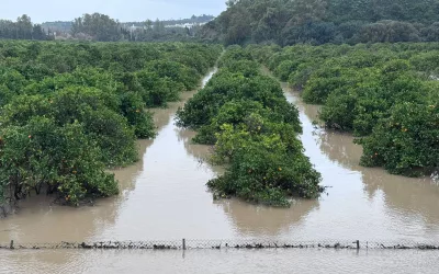 El ayuntamiento comienza los trámites para solicitar la declaración de zona catastrófica en San Roque
